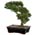 Zusatzbild Kunstpflanze Bonsai Zeder Grün