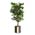 Zusatzbild Kunstpflanze Ficus Benjamina Grün 210 cm Grün
