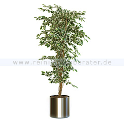 Kunstpflanze Ficus Hawaï Bunt 210 cm, exklusive Blumentopf