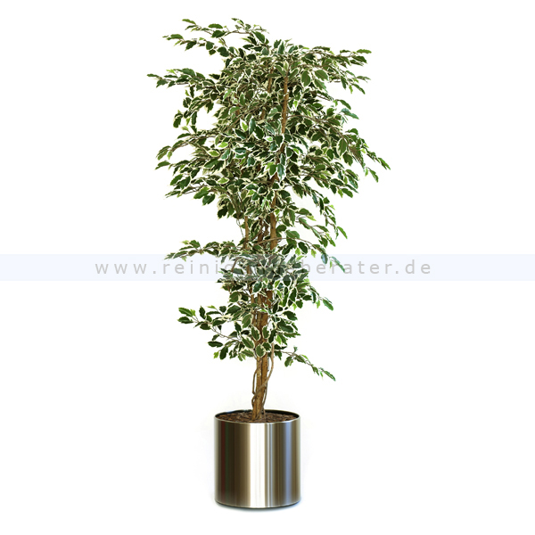 Kunstpflanze Ficus Hawaï Bunt 210 cm, exklusive Blumentopf