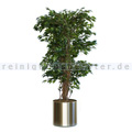 Kunstpflanze Ficus Liana Grün 210 cm, exklusive Blumentopf