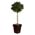 Zusatzbild Kunstpflanze Stamm-Lorbeer kugelformig Grün