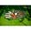 Zusatzbild Schwenkgrill Nortpol Farmcook mit Rost aus Edelstahl 80 cm