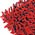 Zusatzbild Wischmop Sprintus Chenille rot 40 cm mit Ihrem Firmenlogo